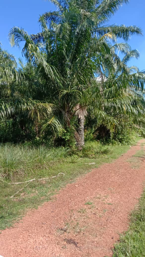 AGRICULTURAL LAND FOR SALE - MUKIM API-API, KUALA SELANGOR, SELANGOR