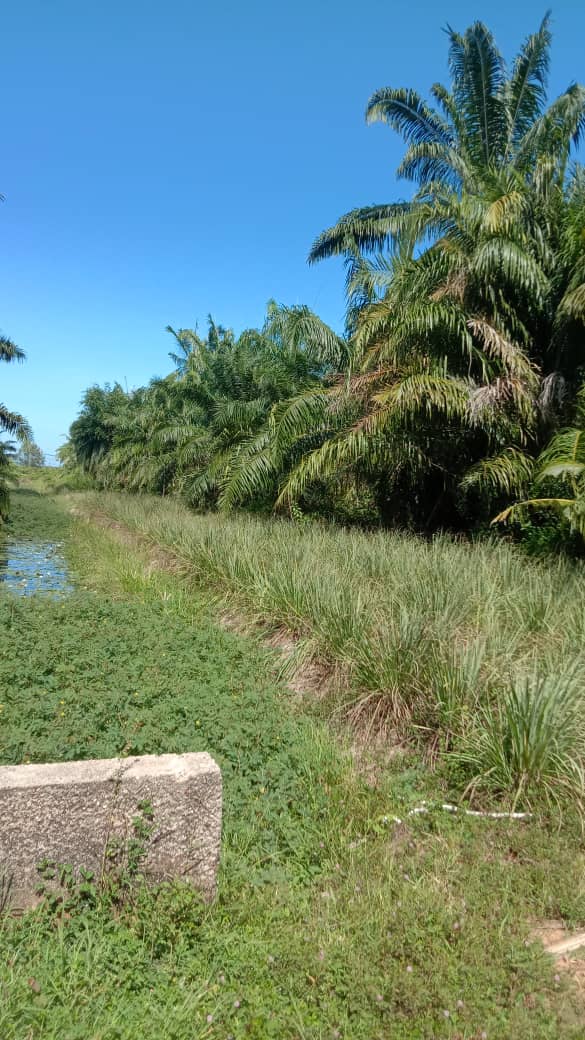 AGRICULTURAL LAND FOR SALE - MUKIM API-API, KUALA SELANGOR, SELANGOR
