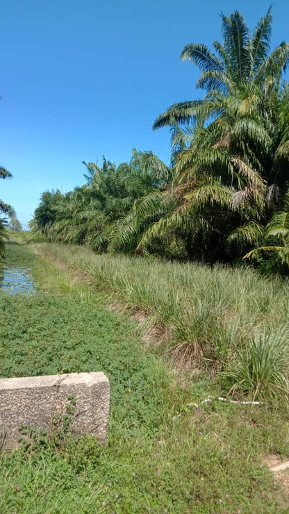 AGRICULTURAL LAND FOR SALE - MUKIM API-API, KUALA SELANGOR, SELANGOR