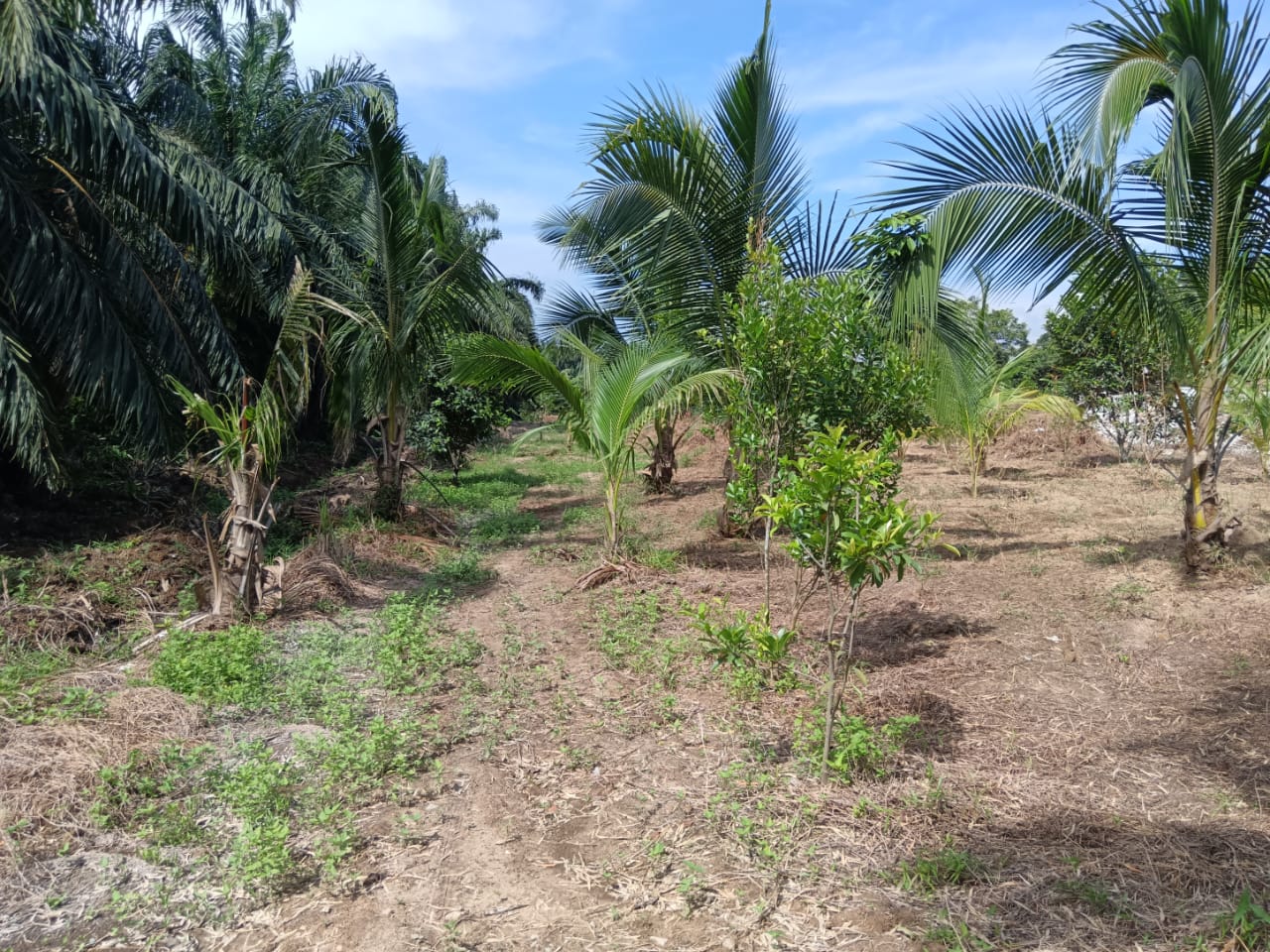 Tanah Pertanian Untuk Dijual -  1.49 Ekar @ Sepang