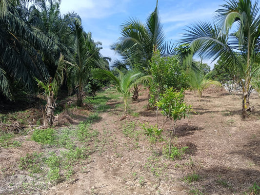 Tanah Pertanian Untuk Dijual -  1.49 Ekar @ Sepang