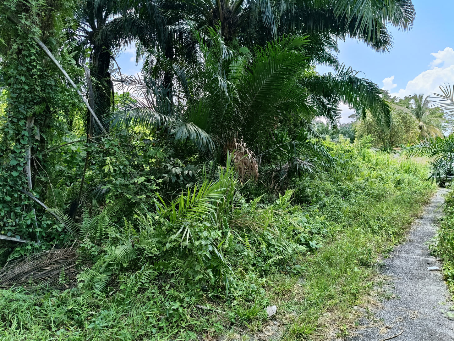 TANAH PERTANIAN BAWAH PASARAN UNTUK DIJUAL– DENGKIL SEPANG